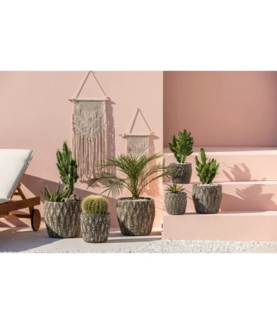 Feigenkaktus - Opuntia Consolea 9 Feigenkaktus - Opuntia Consolea -Haus Pflanzen Welt 4432415 PR MO 001 KeramikTopfNero 1