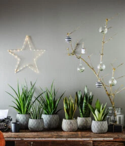 Bogenhanf - Sansevieria Zeylanica -Haus Pflanzen Welt 4432845 4432811 4432852 4432647 4432589 4432803 WE MO 003 TopfSannaSchwarzGold