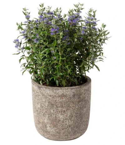 Dehner Keramik-Topf Bungxe, Meliert