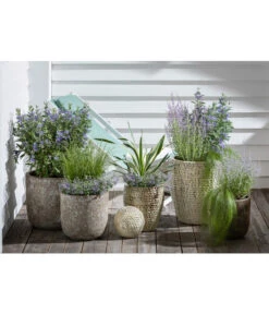 Blauraute 'Blue Spire' -Haus Pflanzen Welt 4435640 PR MO 003 KeramikTopfBungxe