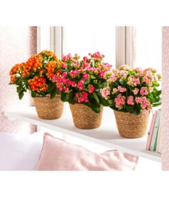 Dehner Seegras-Korb Igmar, Konisch -Haus Pflanzen Welt 4438917 WE MO 006 TopfIgmar