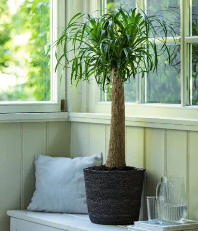 Elefantenfuß, In Seegras-Korb -Haus Pflanzen Welt 4439089 4439022 WE MO 003 KorbIgmarGrau