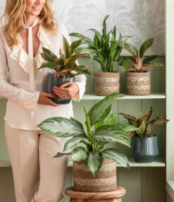 Kolbenfaden - Aglaonema 'Silverbay', Hydrokultur -Haus Pflanzen Welt 4440095 WE MO 001 Aglaonema