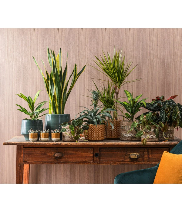 Dehner Keramik-Jardiniere Thies, Oval, Gelb, Ca. B26/H25/T12 Cm 5 Dehner Keramik-Jardiniere Thies, Oval, Gelb, Ca. B26/H25/T12 Cm – Bild 3