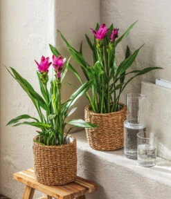 Indische Safranwurz - Curcuma Alismatifolia -Haus Pflanzen Welt 4440293 WE MO 001 KorbSea