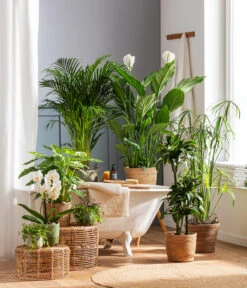 Dehner Seegras-Korb Igmar, Konisch -Haus Pflanzen Welt 4440343 4439022 4438990 WE MO 002 IgmarBraun 5