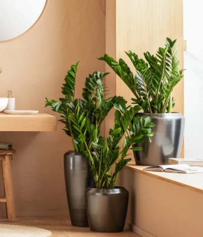 Dehner Keramik-Vase Lissabon Mit LECHUZA® Bewässerungssystem, Konisch 10 Dehner Keramik-Vase Lissabon Mit LECHUZA® Bewässerungssystem, Konisch -Haus Pflanzen Welt 4448833 WE MO 001 LissbonKeramik Content