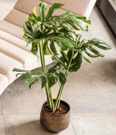 Dehner Keramik-Übertopf Mathea, Bauchig, Gold/braun -Haus Pflanzen Welt 4450722 WE MO 001 TopfMatheaGold Raritaeten 2022