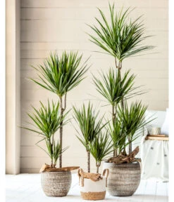 Dehner Seegras-Korb Ida, Rund -Haus Pflanzen Welt 4452520 8221749 8510695 8221368 WE MO 001 DracaenaTopfLanaBraunKorbIda2021GC02