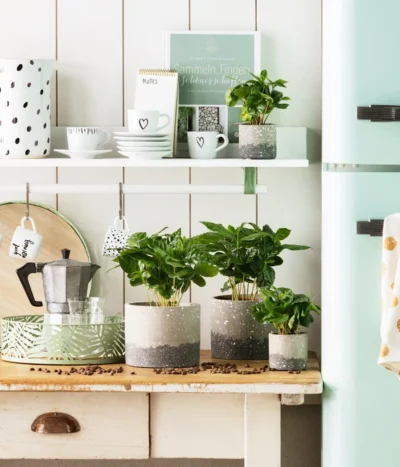 Kaffeepflanze - Coffea Arabica 8 Kaffeepflanze - Coffea Arabica -Haus Pflanzen Welt 4456901 4456919 WE MO 002 TopfKaffeeBraun