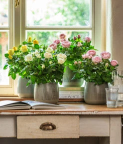 Dehner Übertopf-Set Pink Beauties, 2-teilig -Haus Pflanzen Welt 4461091 WE MO 001 TopfIdaGrau