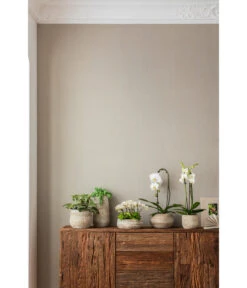 Elefantenohr - Kalanchoe Beharensis -Haus Pflanzen Welt 4473492 PR MO 001 OrchideenkeramikFrayaHellbraun 4473500 4473518 4473534 4473542