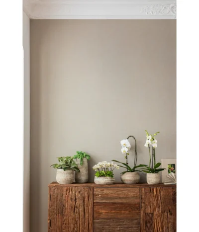 Elefantenohr - Kalanchoe Beharensis 7 Elefantenohr - Kalanchoe Beharensis -Haus Pflanzen Welt 4473492 PR MO 001 OrchideenkeramikFrayaHellbraun 4473500 4473518 4473534 4473542