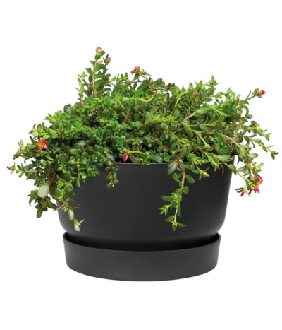 Elho Kunststoff-Schale Greenville, Ca. Ø33/H19,5 Cm -Haus Pflanzen Welt 4474292 WE DE 001 elhoKunststoffSchaleGreenville