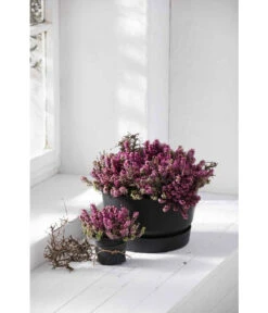 Elho Kunststoff-Schale Greenville, Ca. Ø33/H19,5 Cm -Haus Pflanzen Welt 4474292 WE MO 003 elhoKunststoffSchaleGreenville