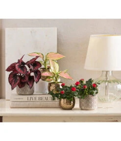 Dehner Keramik-Übertopf Elian, Rund, Ca. Ø8 Cm 7 Dehner Keramik-Übertopf Elian, Rund, Ca. Ø8 Cm -Haus Pflanzen Welt 4479507 WE MO 001 TopfKodyElian Valentin