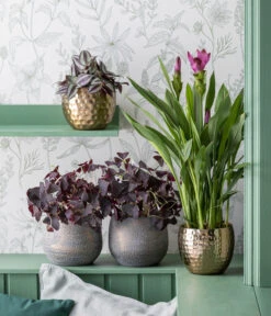 Haus Pflanzen Welt -Haus Pflanzen Welt 4479911 WE MO 001 TOK Purplerain