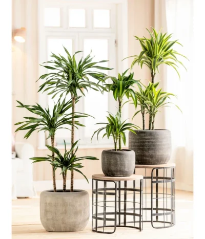 Dehner Keramik-Übertopf Romy, Rund -Haus Pflanzen Welt 4481651 4481669 4481727 4481735 WE MO 001 TopfRomyBraunCreme