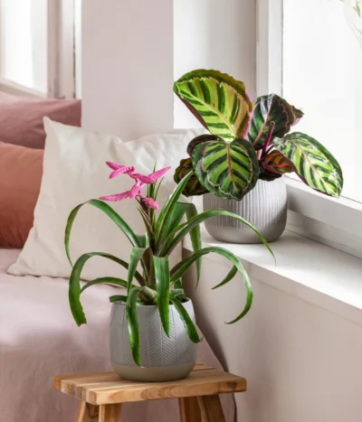 Dehner Übertopf-Set Pink Beauties, 2-teilig 10 Dehner Übertopf-Set Pink Beauties, 2-teilig -Haus Pflanzen Welt 4495172 8745259 WE MO 001 PinkBeauties PflanzenSetOnlineHer