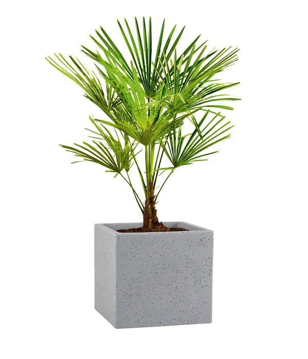 Scheurich Kunststoff-Topf C-Cube, Quadratisch 4 Scheurich Kunststoff-Topf C-Cube, Quadratisch – Bild 2