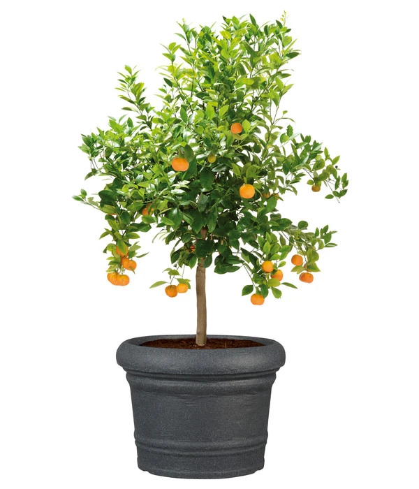 Scheurich Kunststoff-Topf Venice, Rund, Ca. Ø60/H44,5 Cm 5 Scheurich Kunststoff-Topf Venice, Rund, Ca. Ø60/H44,5 Cm – Bild 3