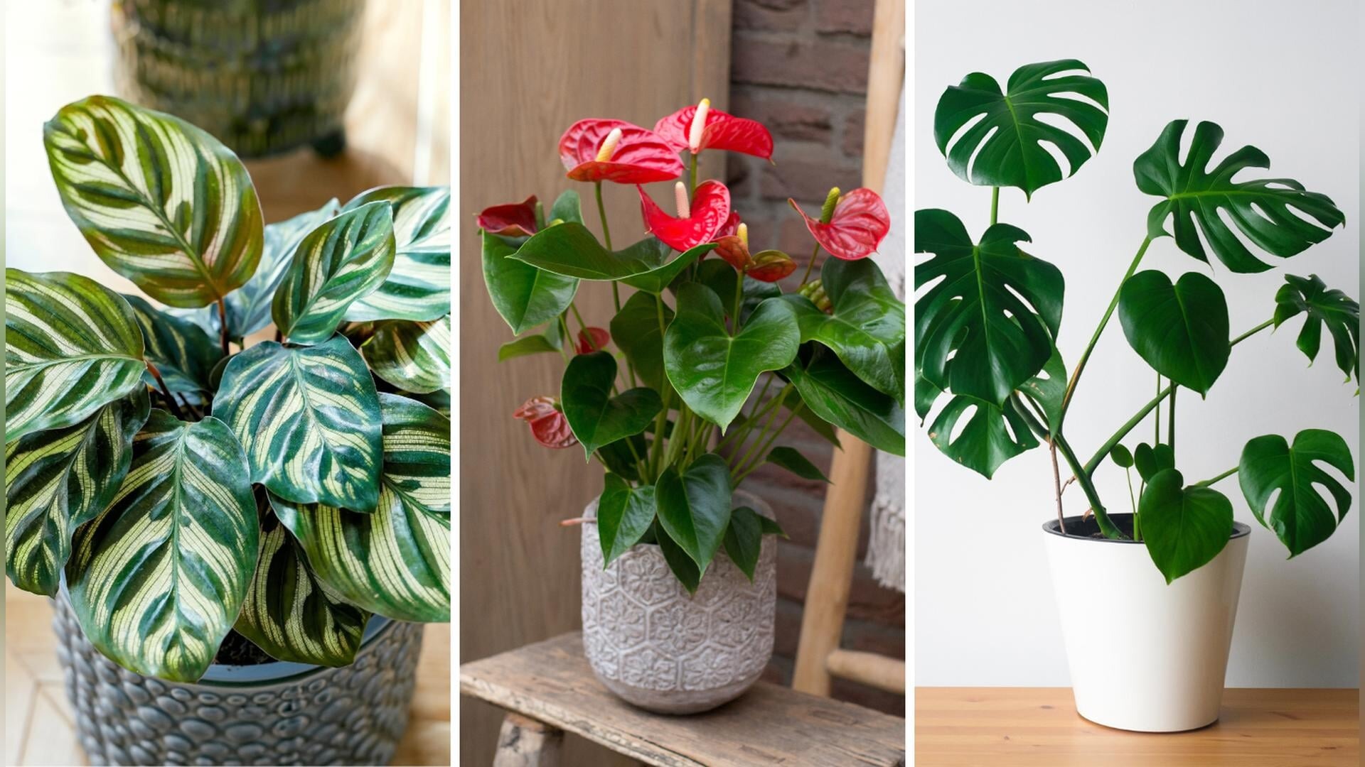 Haus Pflanzen Welt -Haus Pflanzen Welt 4542d4ec 1a00 45d6 8464 ba2ce600