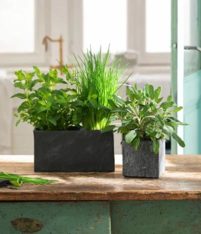 Dehner Zement-Jardiniere Slate, Rechteckig, Grau 10 Dehner Zement-Jardiniere Slate, Rechteckig, Grau -Haus Pflanzen Welt 5056221 3824307 3824299 WE MO 002 JardiniereSlateGrau