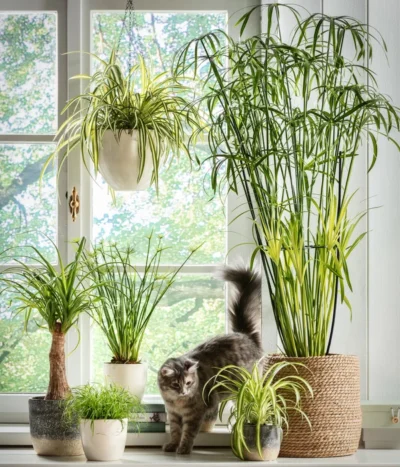 Dehner Keramik-Ampel, Konisch -Haus Pflanzen Welt 5122866 5122809 WE MO 001 Haustierfreundliche Gruenpflanzen