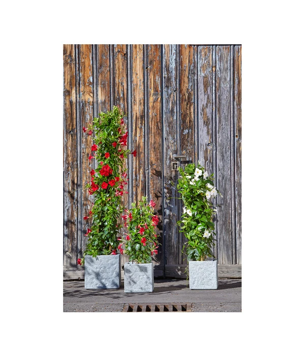 Dehner Leichtbeton-Topf Rock, Quadratisch, Grau 4 Dehner Leichtbeton-Topf Rock, Quadratisch, Grau – Bild 2