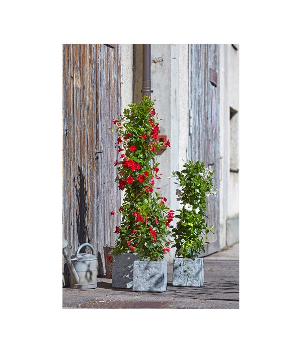 Dehner Leichtbeton-Topf Rock, Quadratisch, Grau 6 Dehner Leichtbeton-Topf Rock, Quadratisch, Grau – Bild 4