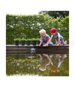 Artstone Kunststoff-Blumentopf Claire, Rund -Haus Pflanzen Welt 5160395 WE MO 002 KunststoffTopfClaireschwarz