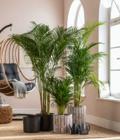 Emsa Gießkanne FUCHSIA Opak, 1,5 L -Haus Pflanzen Welt 5172036 5172044 4099792 1624428 WE MO 002 TopfLuna Nele