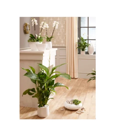 Dehner Keramik-Übertopf Lustrinado, Rund -Haus Pflanzen Welt 5174586 PR MO 001 ExklusivSerieLustrinadoWeiss