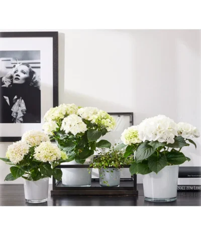 Dehner Glas-Übertopf Conner, Rund 8 Dehner Glas-Übertopf Conner, Rund -Haus Pflanzen Welt 5175898 PR MO 001 GlasTopfConnerweiss