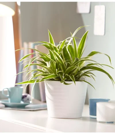 Grünlilie - Chlorophytum Comosum 'Ocean' -Haus Pflanzen Welt 5253323 WE MO 001 KeramikTopfWaveWeissMattDehnerUveSauerApril2016