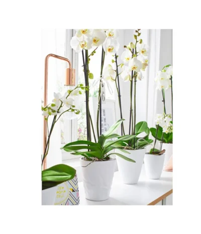 Dehner Keramik-Übertopf Stone, Konisch, Weiß, Ca. Ø14 Cm -Haus Pflanzen Welt 5266416 5163936 5356142 PR MO 001 KeramikOrchideentopfWeiss