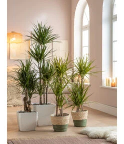 Drachenbaum - Dracaena Fragrans 'Lemon Lime' 6 Drachenbaum - Dracaena Fragrans 'Lemon Lime' -Haus Pflanzen Welt 5390208 WE MO 001 QuadroPremiumKorbPhilGruen