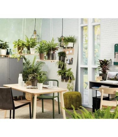 LECHUZA® CUBE Glossy, All-in-One Set -Haus Pflanzen Welt 5478094 3890670 5473368 4310470 4310512 WE MO 006 MiniDeltiniCubeGlossyAnthrazit