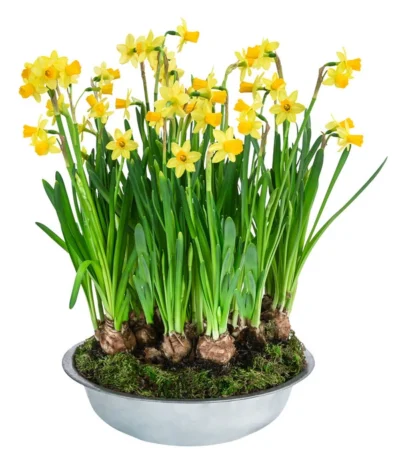 Narzissen Tête à Tête' In Zinkschale, Ca. Ø29 Cm -Haus Pflanzen Welt 6019111 WE FS 001 ZinkschaleNarzisse29cm