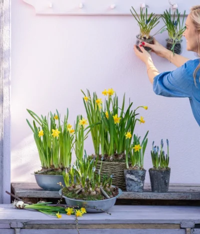 Narzissen 'Tête à Tête' In Birkentopf, Ca. Ø11 Cm -Haus Pflanzen Welt 6019111 WE MO 001 ZinkschaleNarzissen