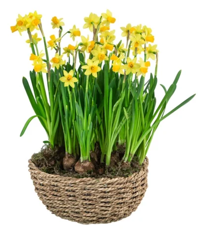 Narzissen 'Tête à Tête' In Seil-Korb, Ca. Ø26/H20 Cm -Haus Pflanzen Welt 6019137 WE FS 001 SeilkorbNarzissenTeteaTete26cm