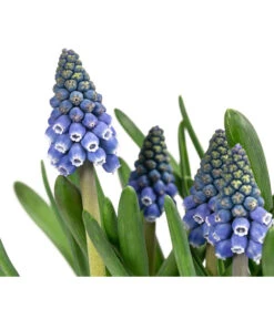 Traubenhyazinthen In Zinkschale, Ca. Ø29 Cm -Haus Pflanzen Welt 6019152 WE DE 001 MuscariMarleen2T11Traubenhyazinthe