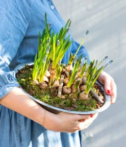 Traubenhyazinthen In Zinkschale, Ca. Ø29 Cm -Haus Pflanzen Welt 6019152 WE MO 001 ZinkschaleTraubenhyazinthen