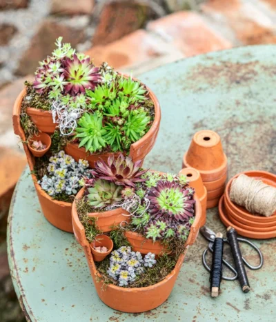 Hauswurz-Arrangement Terra Garten, In Terrakotta-Topf -Haus Pflanzen Welt 6023345 6441240 WE MO 001 HauswurzTerraGarten