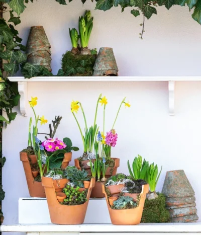 Hauswurz-Arrangement Terra Garten, In Terrakotta-Topf -Haus Pflanzen Welt 6023345 WE MO 001 TerraGartenSempervivum