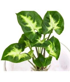 Waterplant Purpurtute Im Glas - Syngonium Podophyllum 'Arrow', Ca. 30 Cm -Haus Pflanzen Welt 6111470 WE DE 001 WaterPlantGlasvaseSyngonium