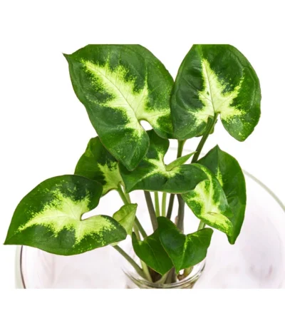 Waterplant Purpurtute Im Glas - Syngonium Podophyllum 'Arrow', Ca. 30 Cm 5 Waterplant Purpurtute Im Glas - Syngonium Podophyllum 'Arrow', Ca. 30 Cm -Haus Pflanzen Welt 6111470 WE DE 001 WaterPlantGlasvaseSyngonium