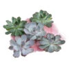 Echeverien-Set - Echeveria, 5-teilig, Verschiedene Sorten -Haus Pflanzen Welt 6115653 WE FS 001 EcheveriaO Wurz 5erSet