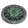 Echeverie - Echeveria In Beton-Schale, Ca. Ø20/H8 Cm 1 Echeverie - Echeveria In Beton-Schale, Ca. Ø20/H8 Cm -Haus Pflanzen Welt 6115661 WE FS 002 EcheveriaO Wurz BetonBowl