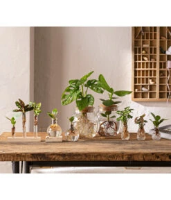 Waterplant Balsamapfel Im Kugelglas - Clusia Rosea 'Princess', Mit LED -Haus Pflanzen Welt 6125066 WE MO 001 WaterPlants 1